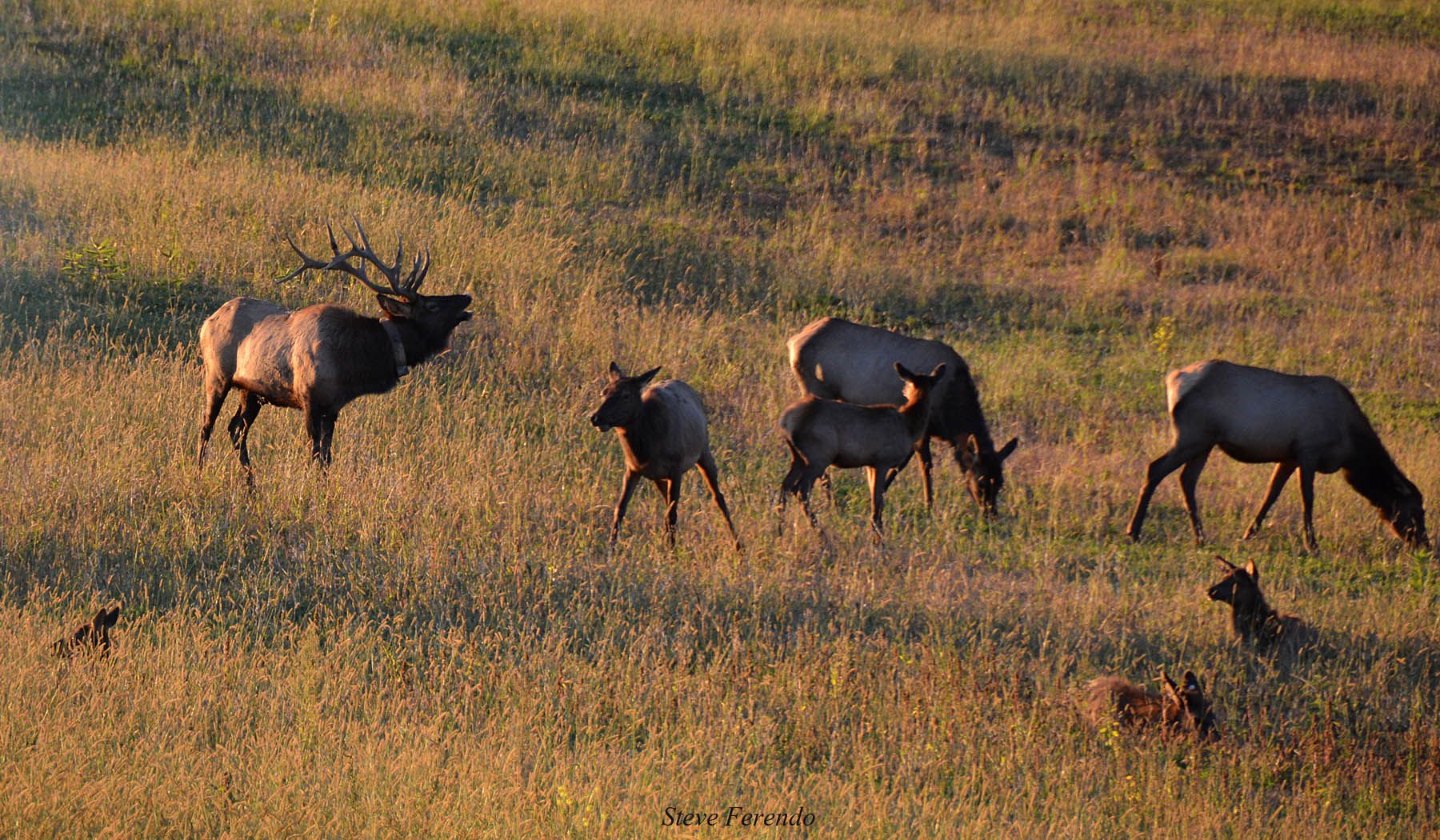"Natural World" Through My Camera Pennsylvania Elk Range, Day Four